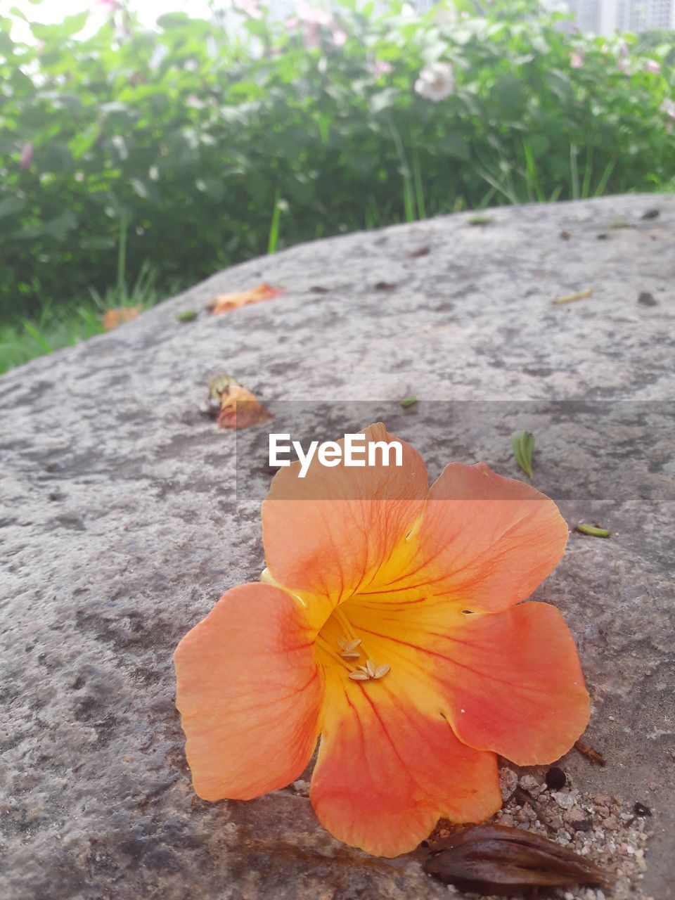 CLOSE-UP OF HIBISCUS ON PLANT