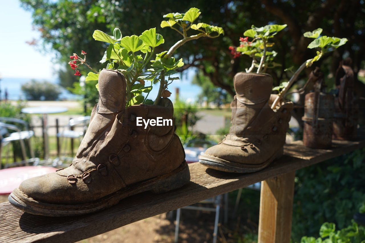 Old boots used a flower pots