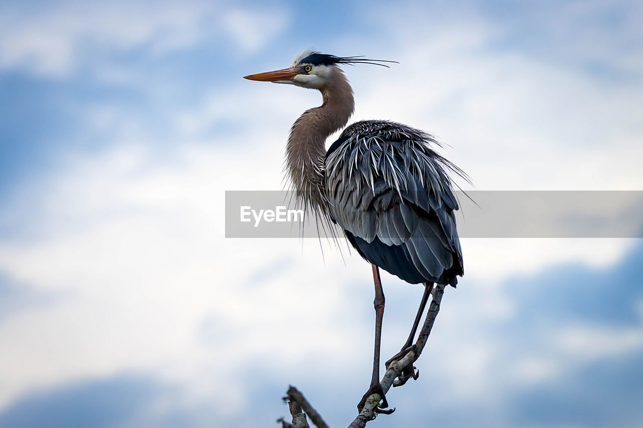 LOW ANGLE VIEW OF BIRD PERCHING ON A TREE