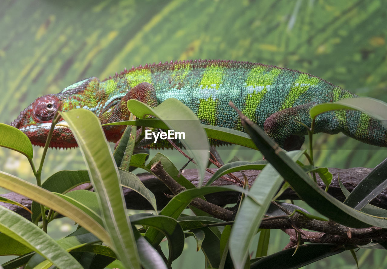 Close-up of lizard on plant