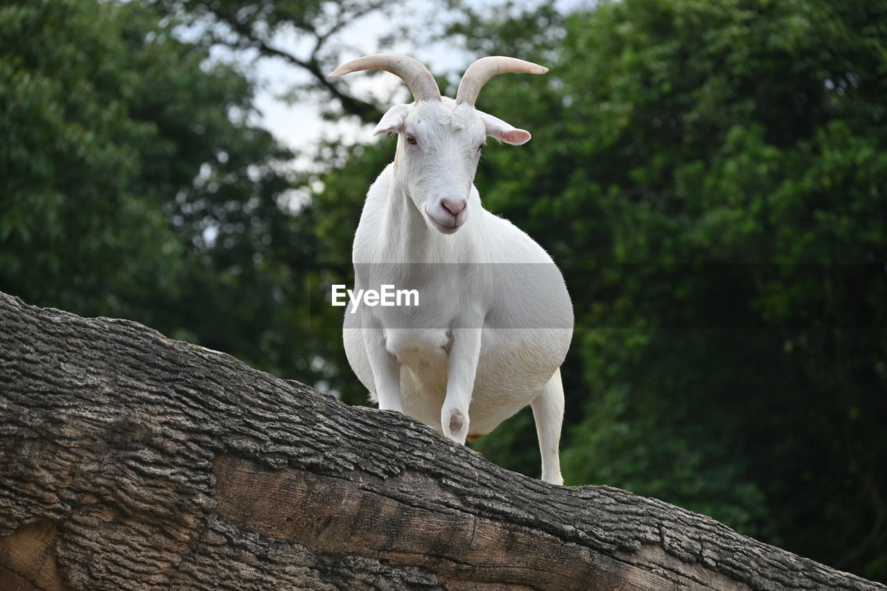 White goat standing on tree