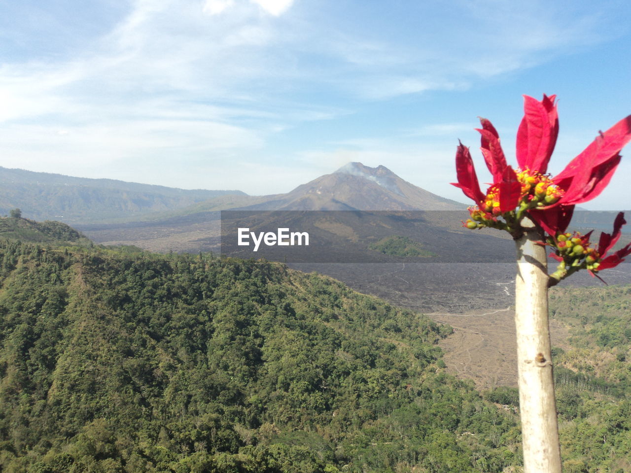 Scenic view of flowering plants and mountains against sky