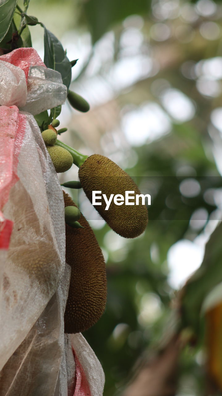 CLOSE-UP OF FRESH FRUITS ON TREE