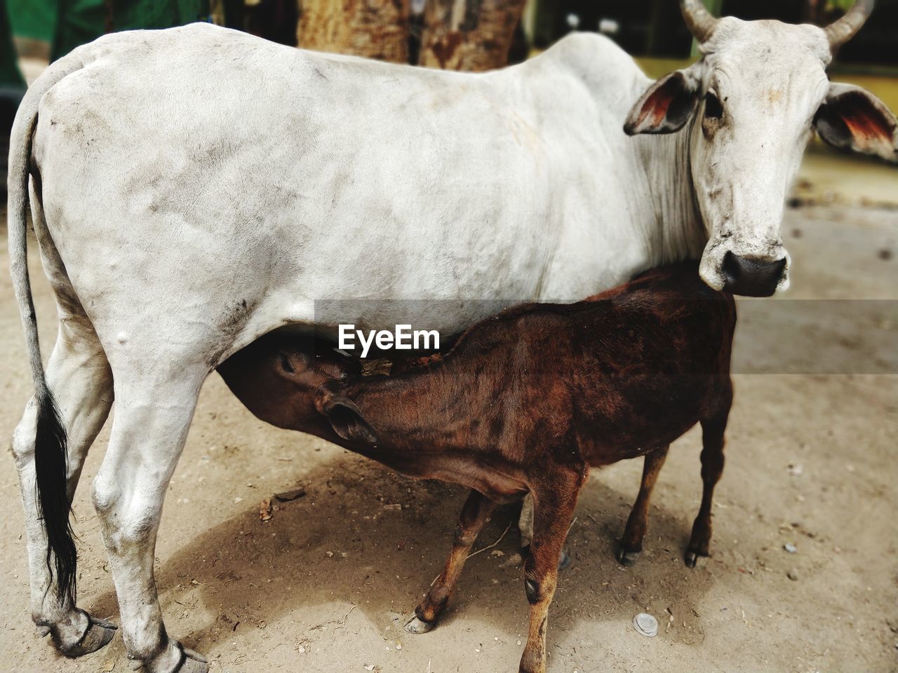 Cow feeding calf standing in ranch