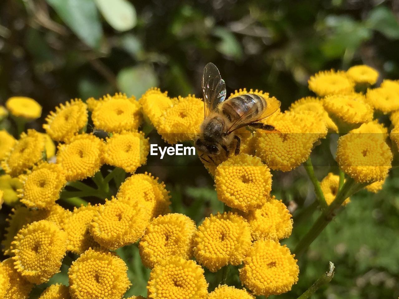 Close-up of bee pollinating on yellow flower