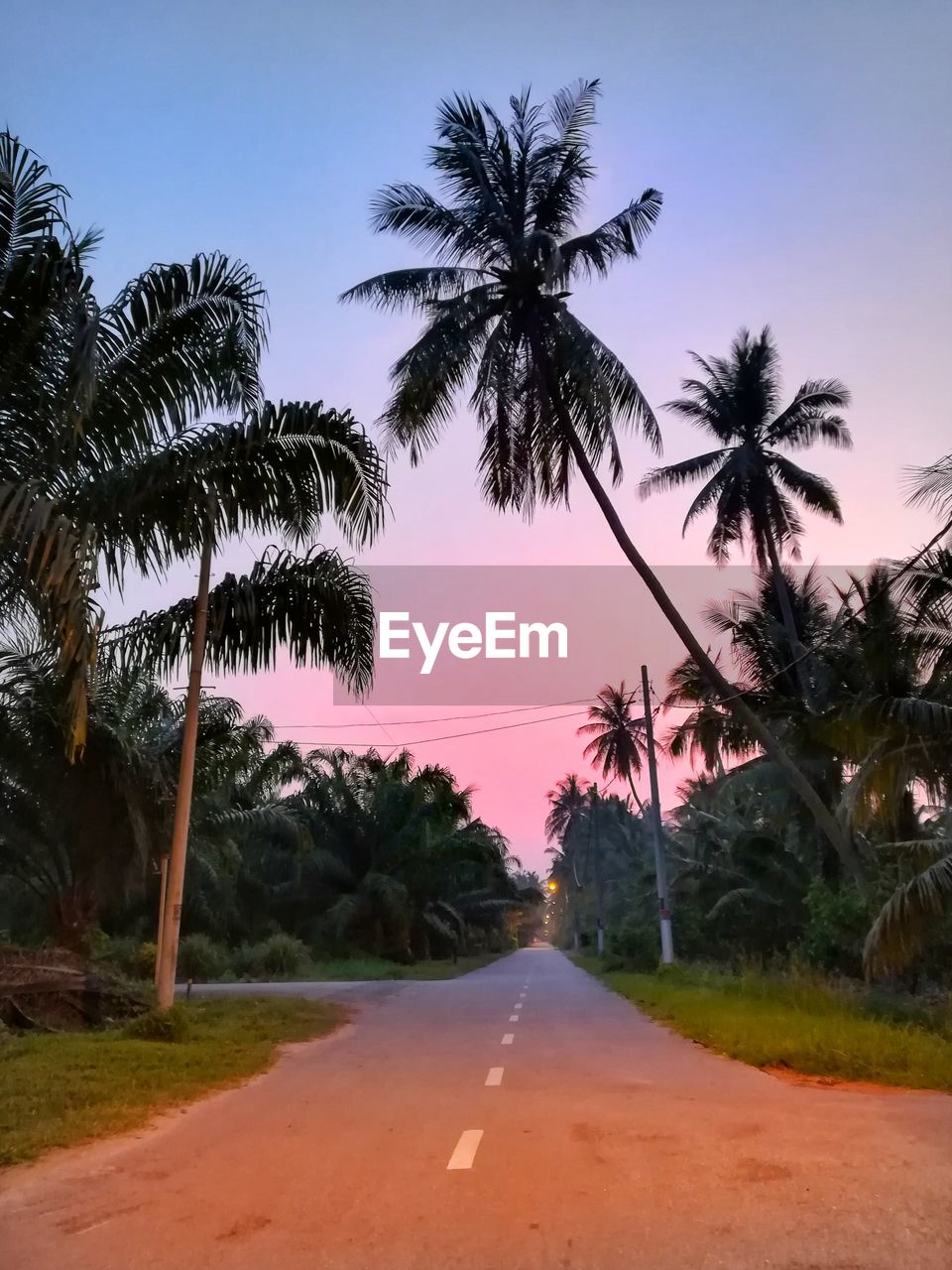 PALM TREES BY ROAD AGAINST CLEAR SKY