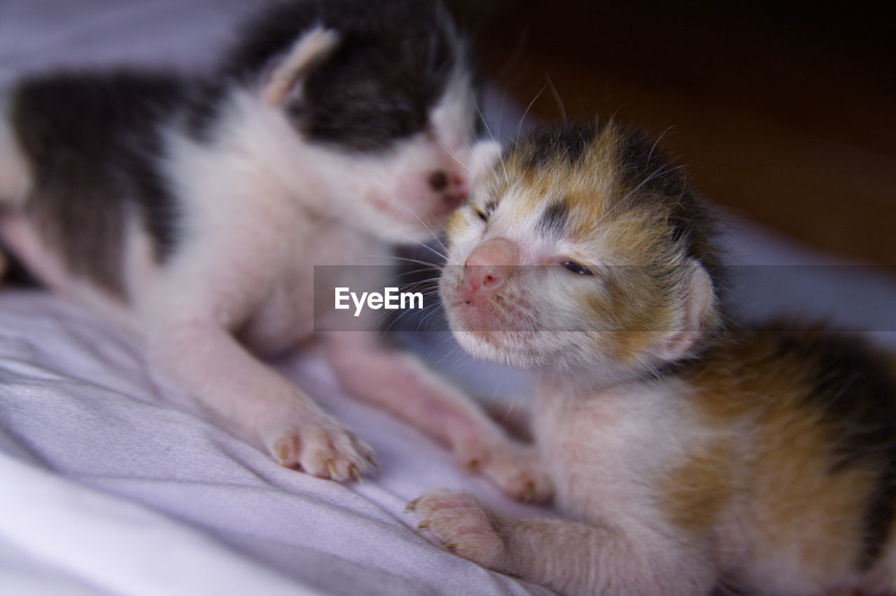 CLOSE-UP OF KITTEN WITH CAT