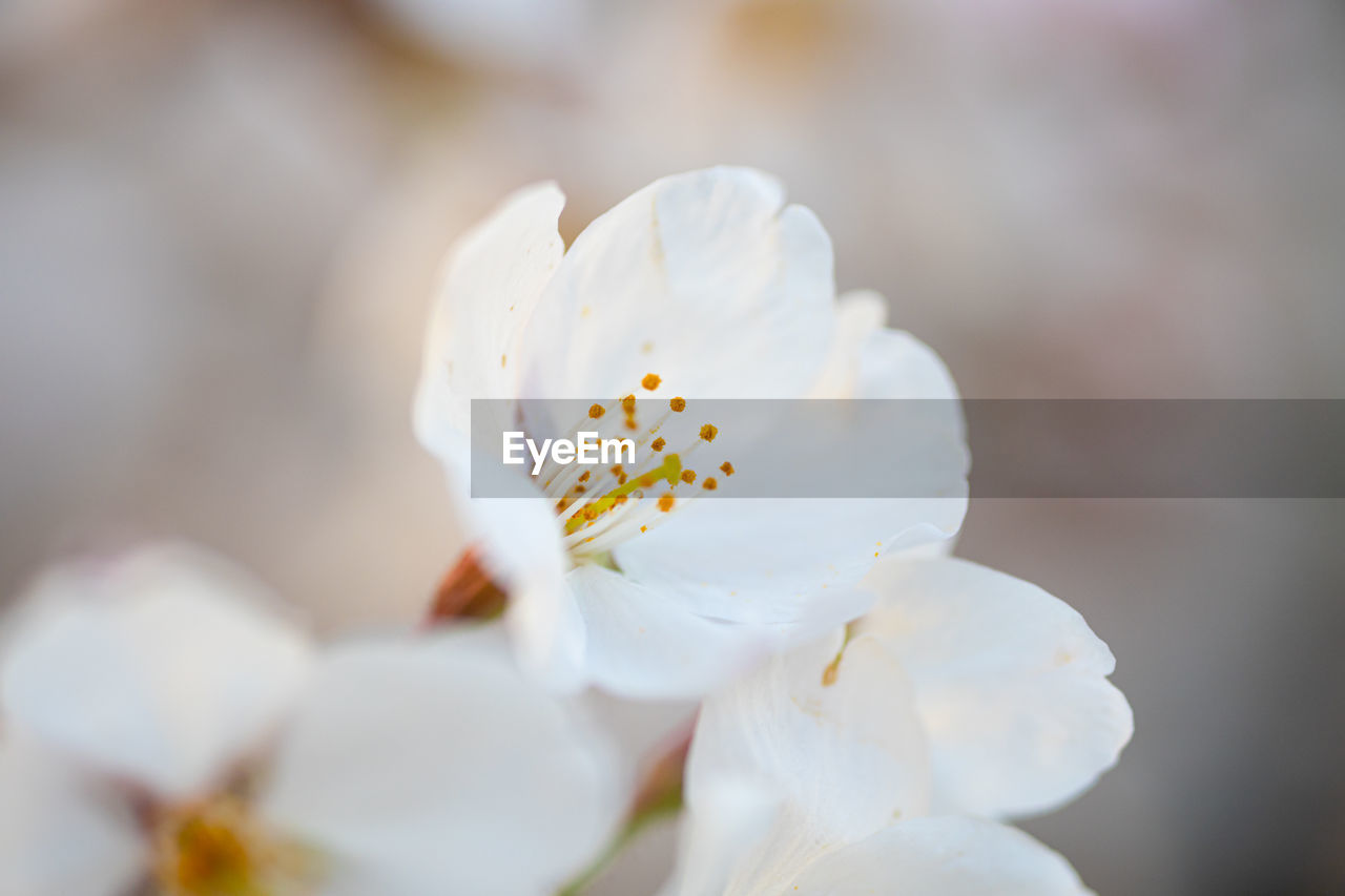 flower, plant, flowering plant, beauty in nature, close-up, freshness, blossom, white, fragility, macro photography, nature, petal, springtime, growth, flower head, pollen, inflorescence, no people, spring, selective focus, yellow, outdoors, stamen, focus on foreground, day, botany, tree, softness, macro, food and drink