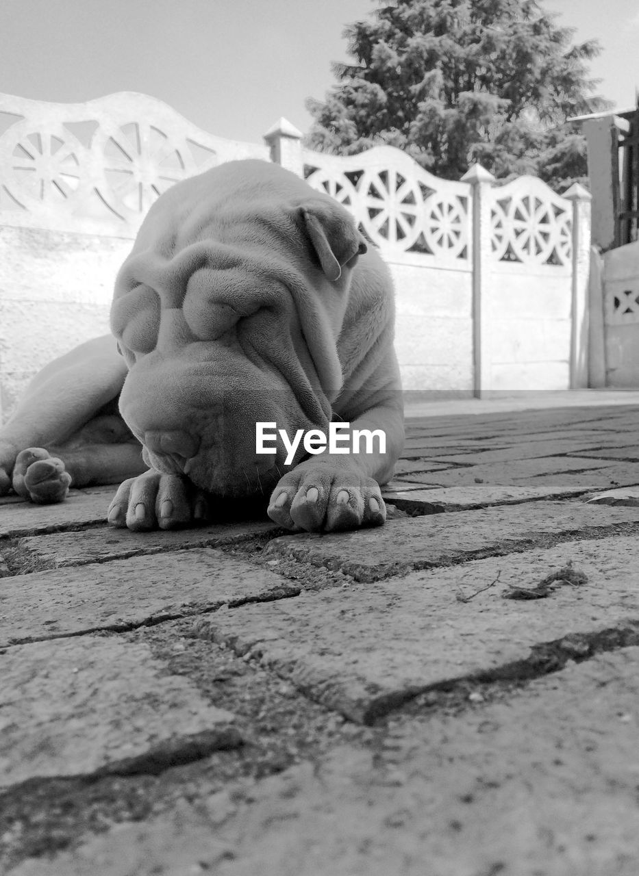 Close-up of dog sleeping