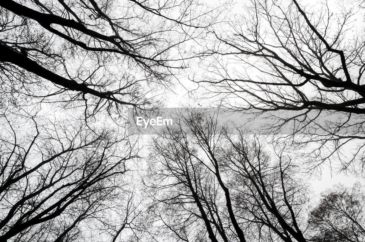 LOW ANGLE VIEW OF BARE TREES