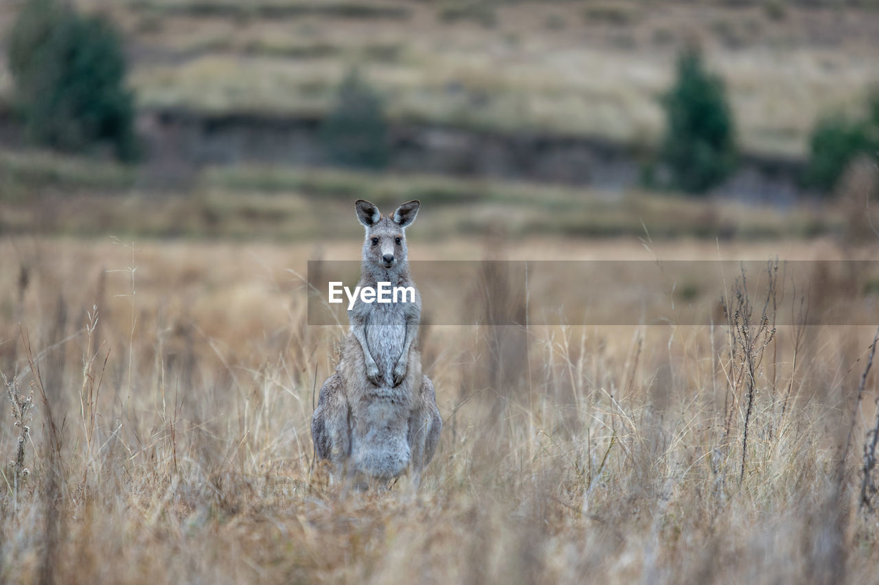 Kangaroo or wallaby standing in high grass and looking at the camera. blue mountains, australia