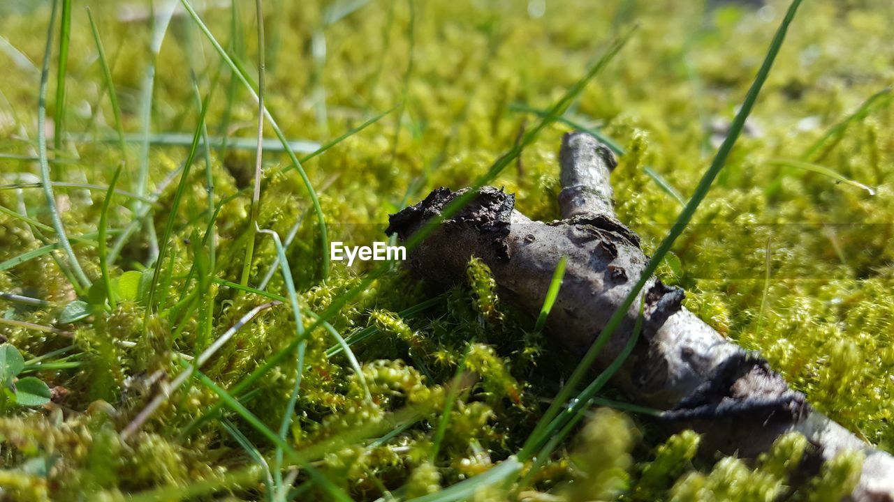 VIEW OF AN ANIMAL ON GRASS