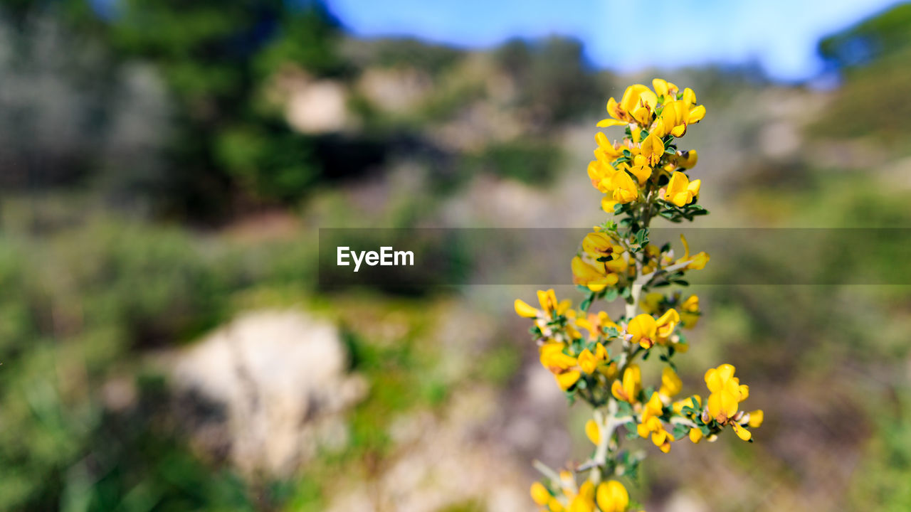Close-up of yellow flowers blooming in field