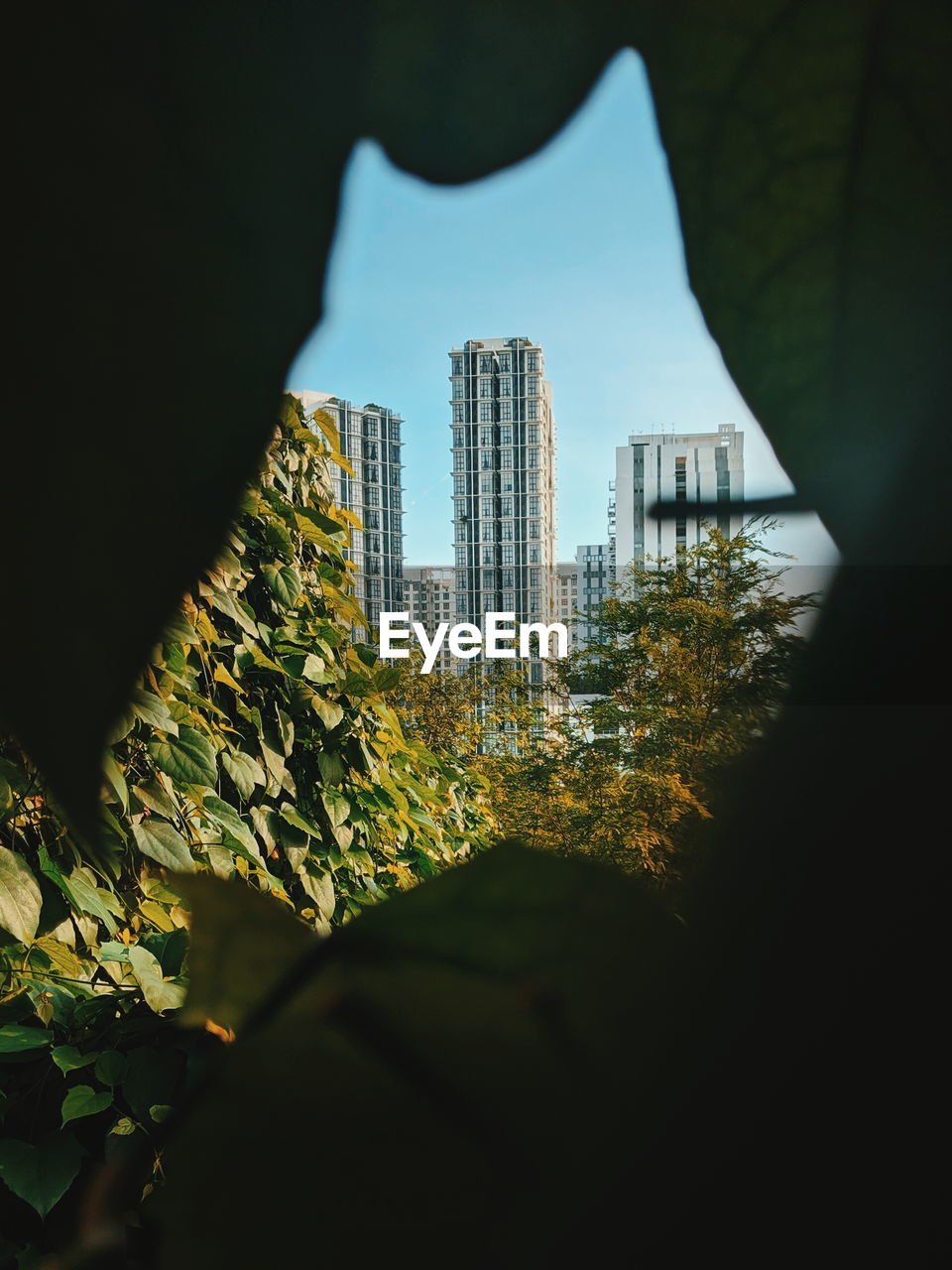 Trees and modern buildings against sky