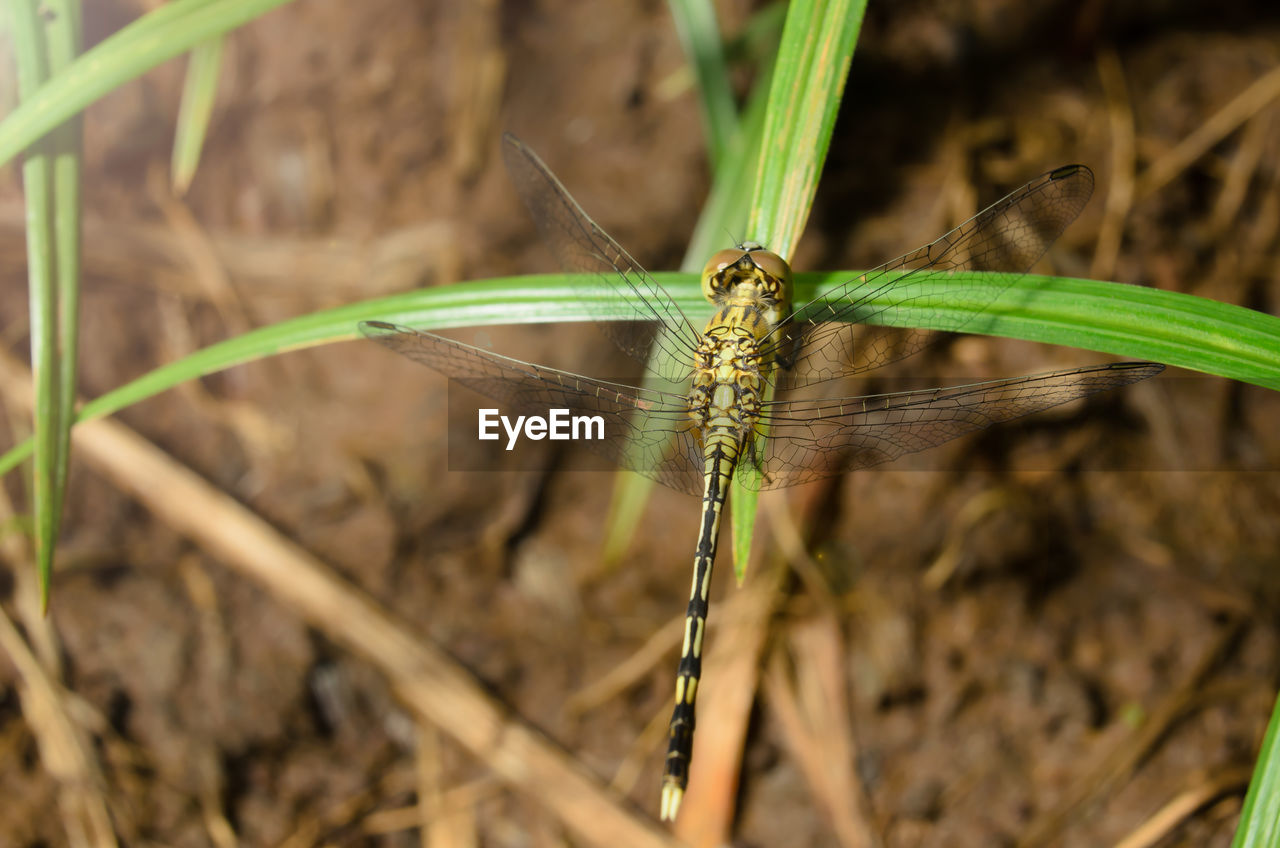 CLOSE-UP OF GRASSHOPPER ON PLANT