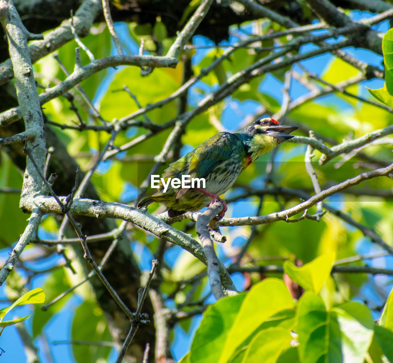 LOW ANGLE VIEW OF A BIRD PERCHING ON BRANCH