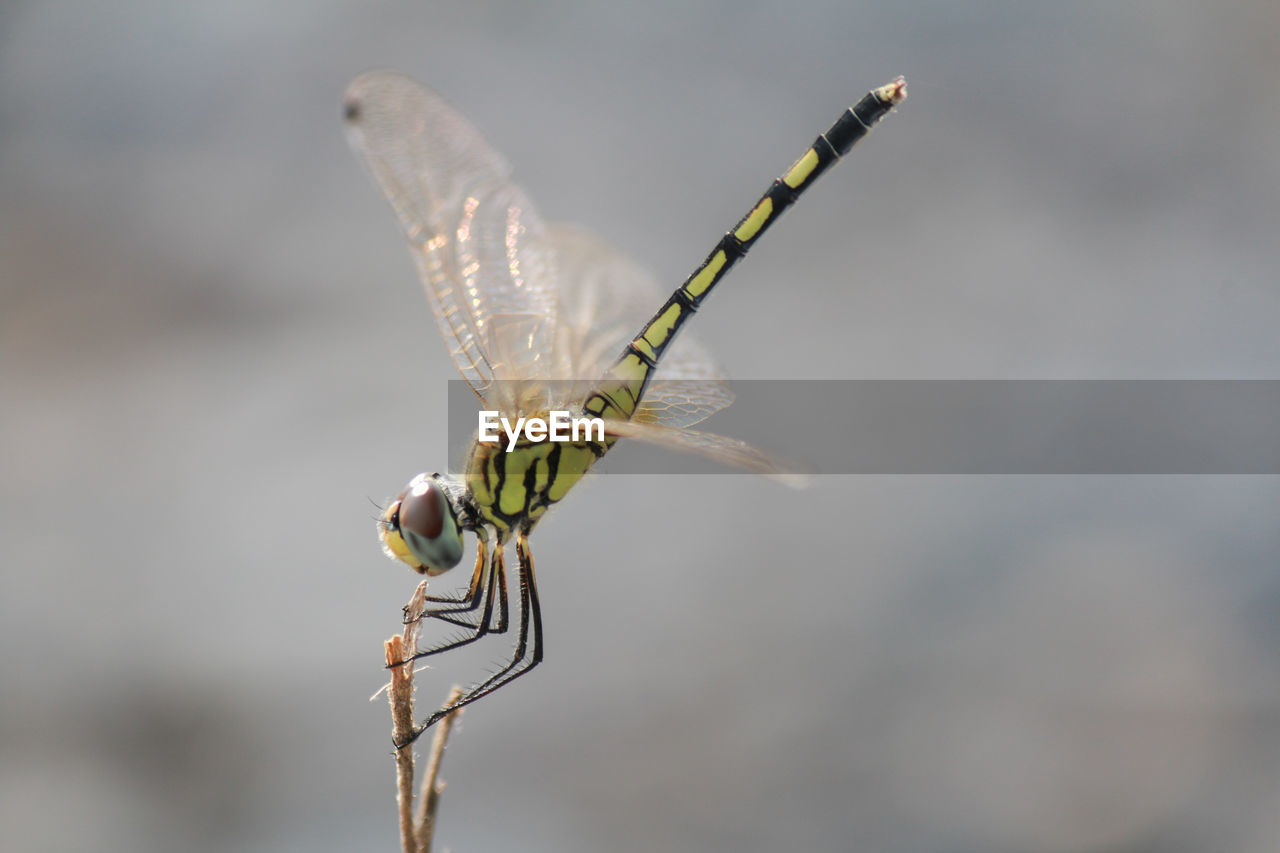 CLOSE-UP OF DRAGONFLY