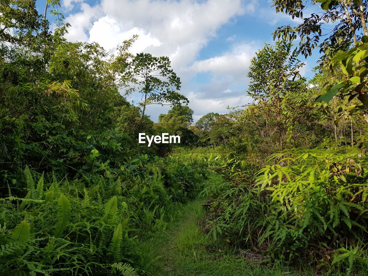 PLANTS GROWING ON FIELD AGAINST SKY