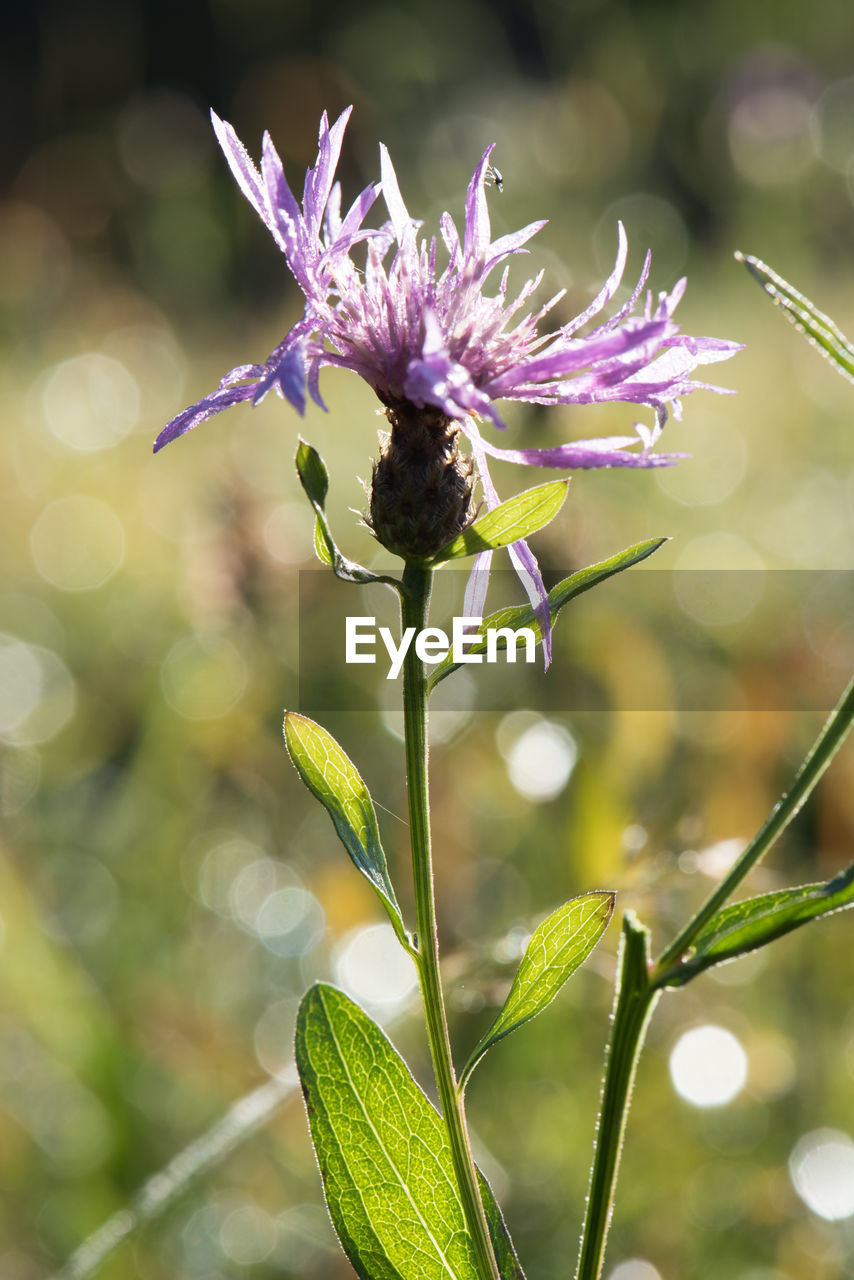 Close-up of purple flowering plant