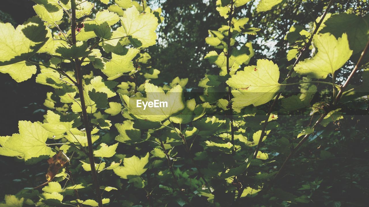 Close-up of yellow flowering plant