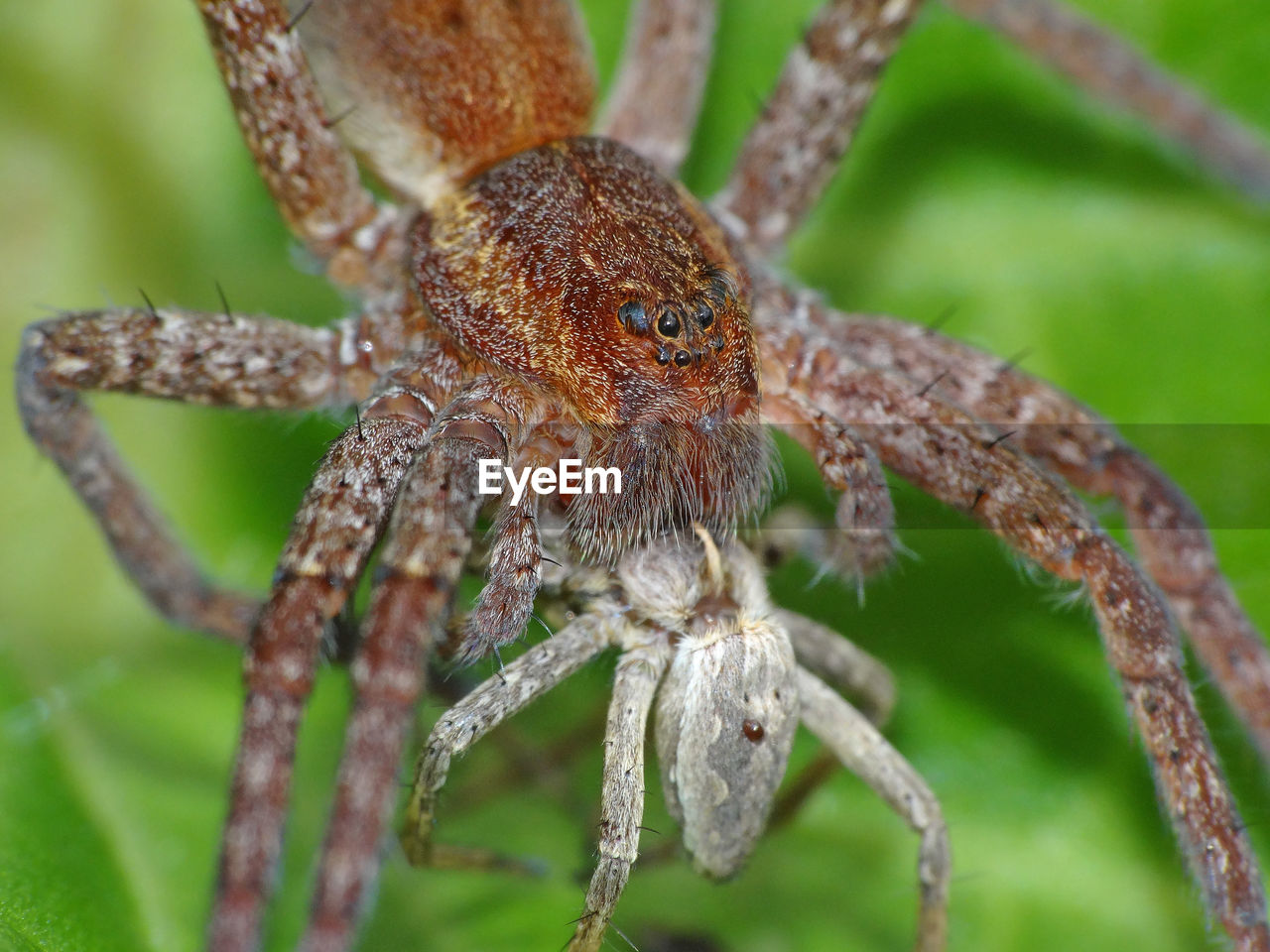 Close-up of spider