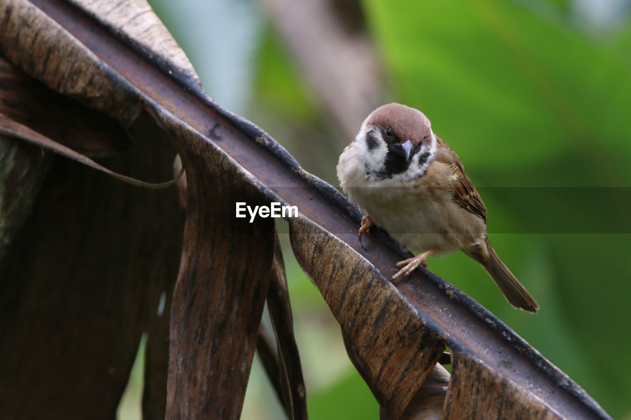 Close-up of bird perching on branch