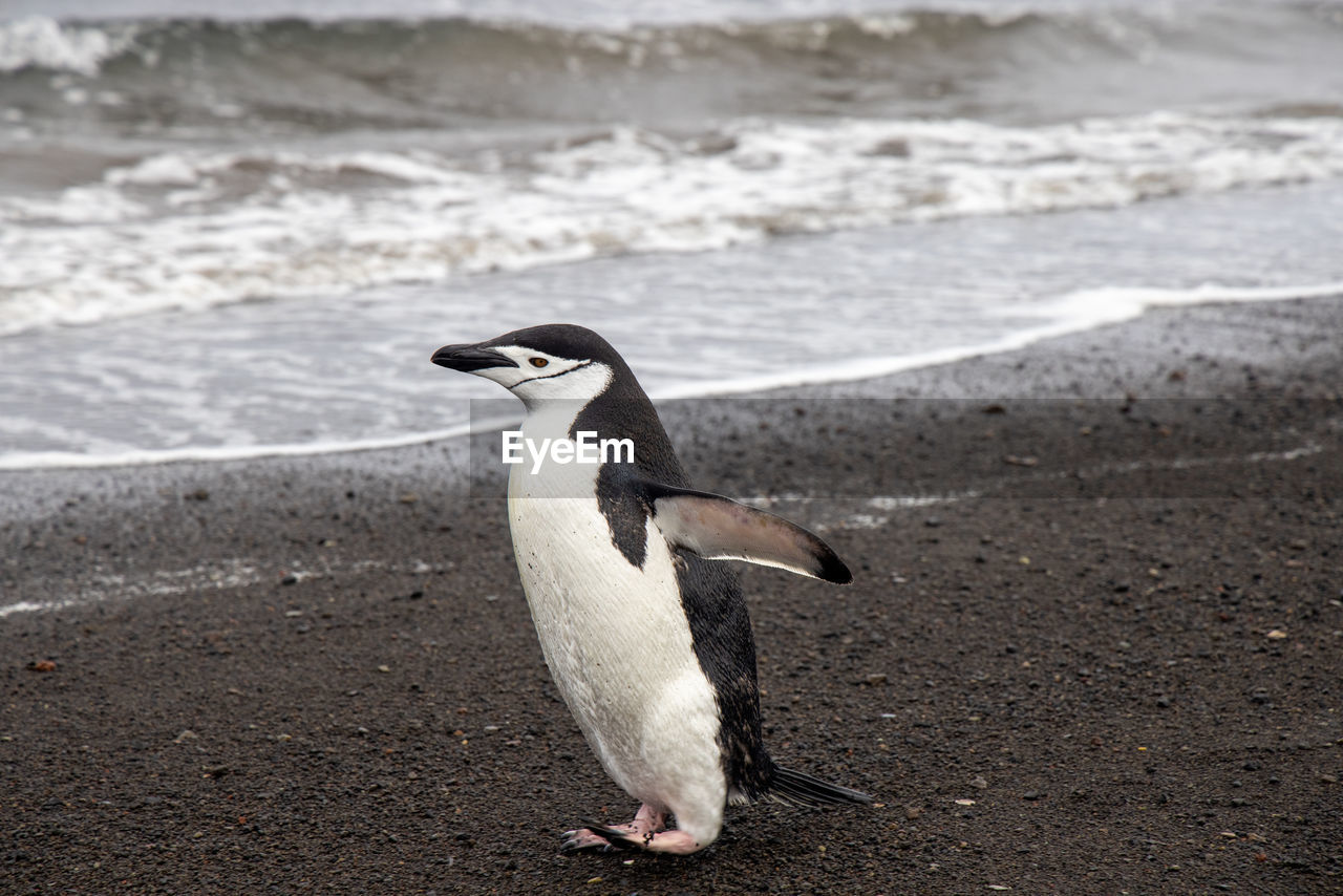 Close-up of single chinstrap penguin on a sandy beach in antarctica