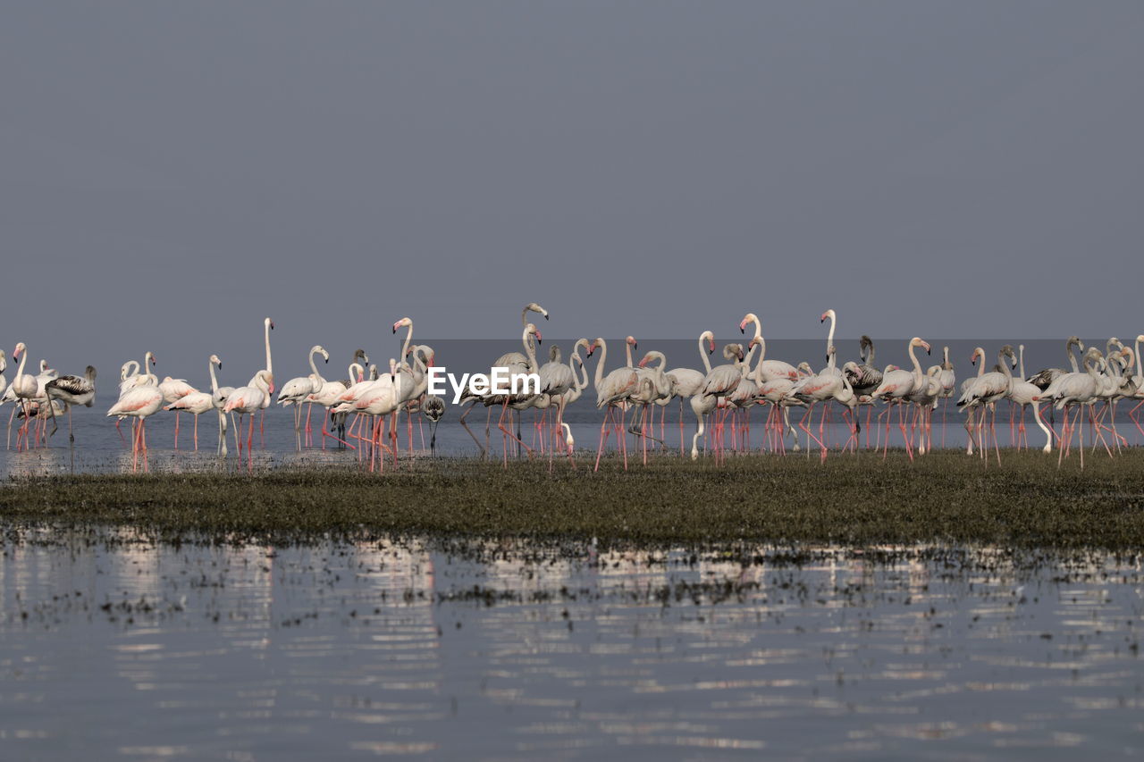 VIEW OF BIRDS BY LAKE