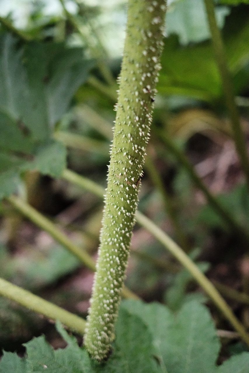 Close-up of fresh green plant