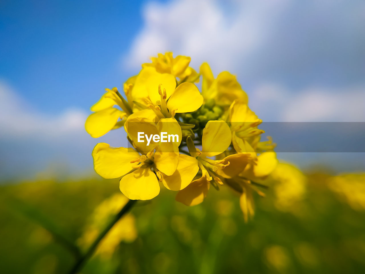 flower, yellow, plant, flowering plant, beauty in nature, freshness, rapeseed, nature, sky, canola, springtime, landscape, sunlight, flower head, vibrant color, produce, rural scene, environment, blossom, fragility, close-up, field, growth, meadow, oilseed rape, food, agriculture, focus on foreground, inflorescence, wildflower, petal, land, summer, macro photography, brassica rapa, no people, outdoors, crop, mustard, cloud, selective focus, vegetable, blue, plain, food and drink, scenics - nature, tranquility, day, botany