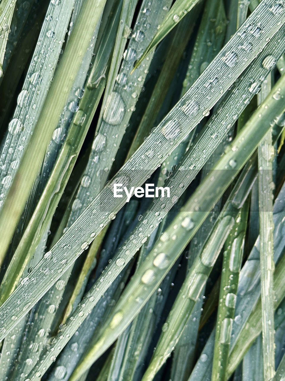 full frame, backgrounds, grass, no people, plant, green, plant stem, leaf, close-up, nature, growth, day, pattern, wet, plant part, beauty in nature, water, outdoors, tree, drop, flower