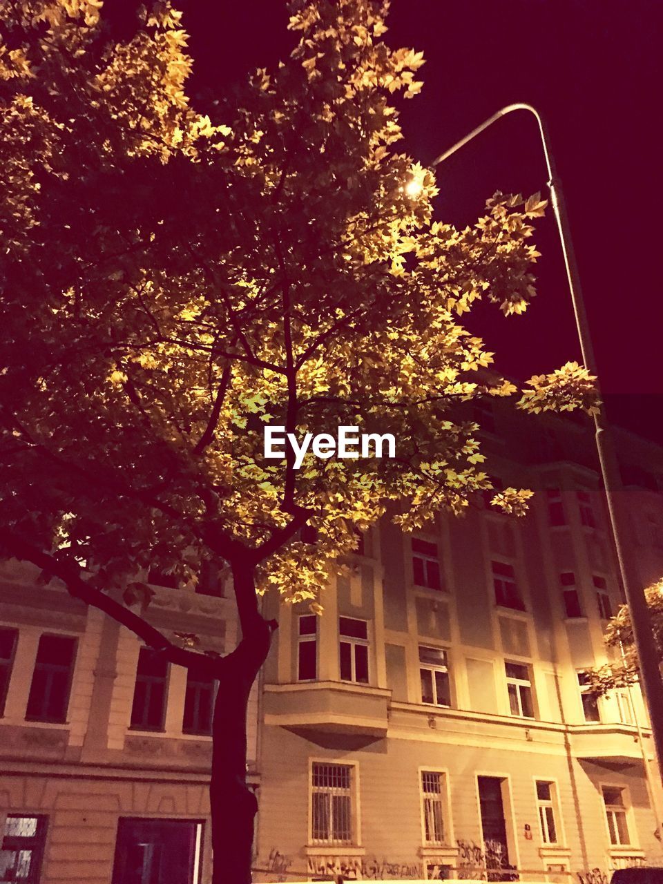 LOW ANGLE VIEW OF STREET LIGHT AND TREES