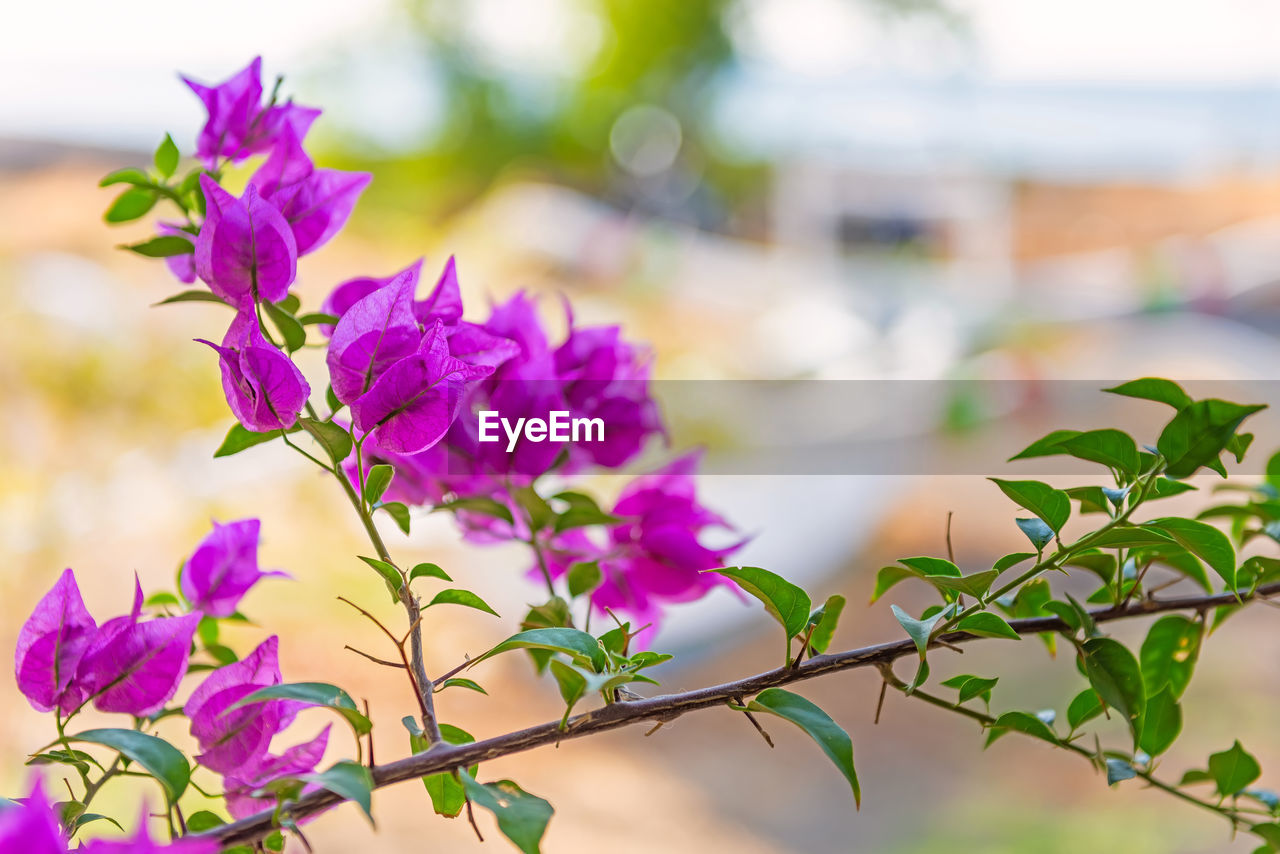 Magenta bougainvillea flowers. bougainvillea flowers as a background. floral background.