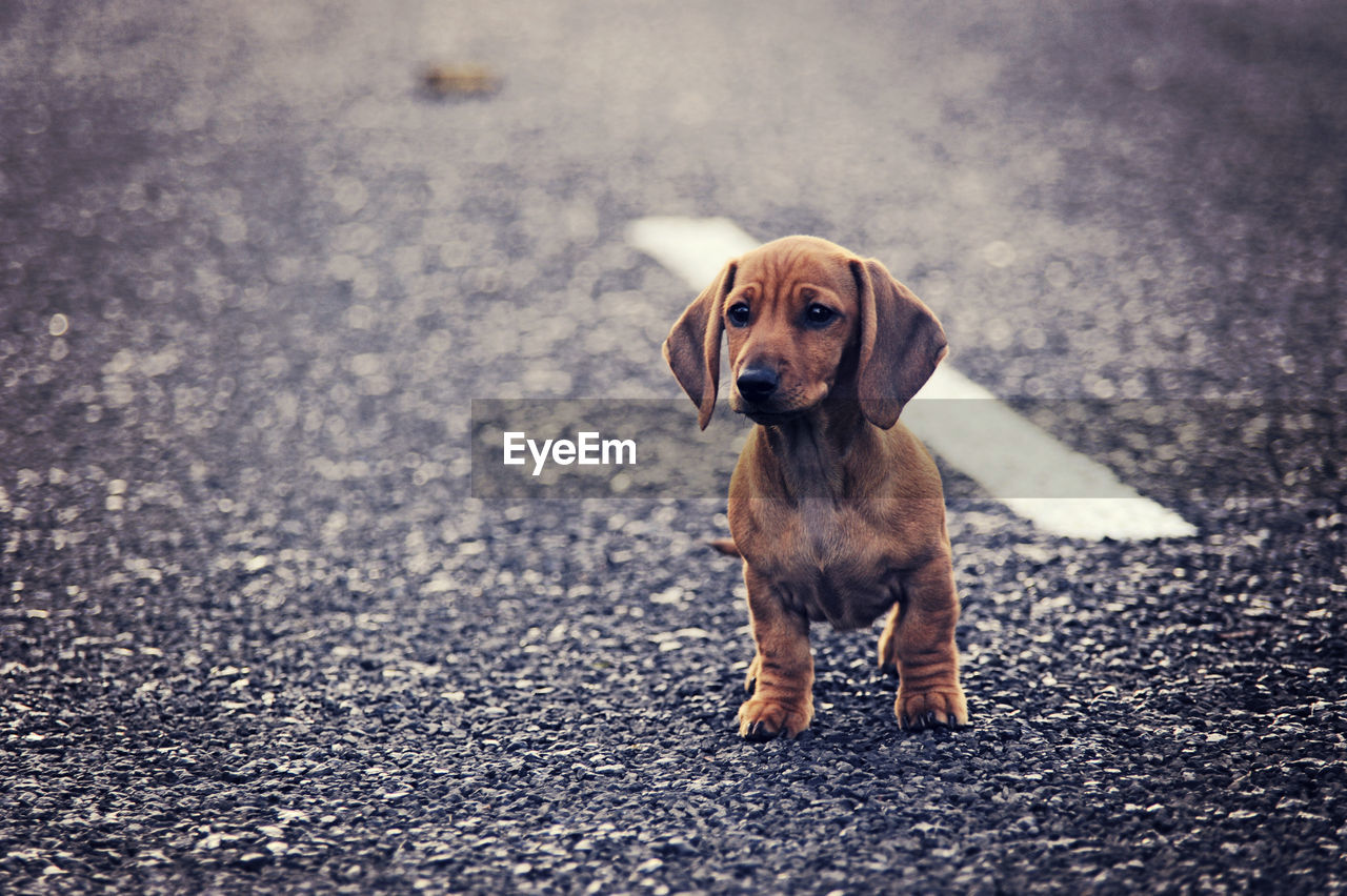 Portrait of a dog on ground