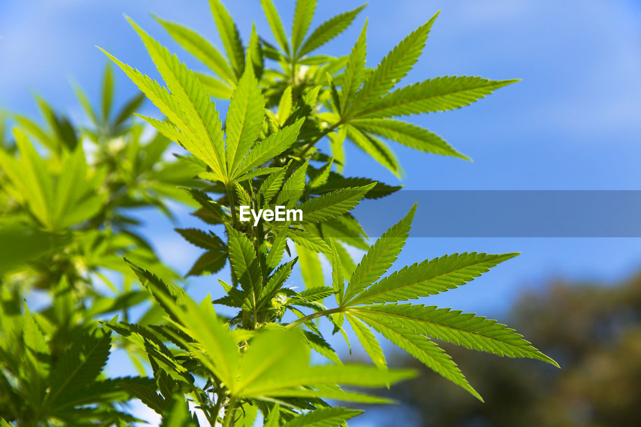 Close-up of marijuana plant against sky