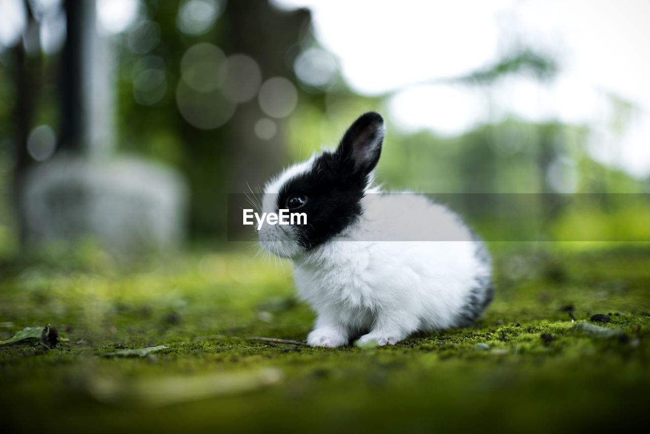 VIEW OF CAT ON FIELD