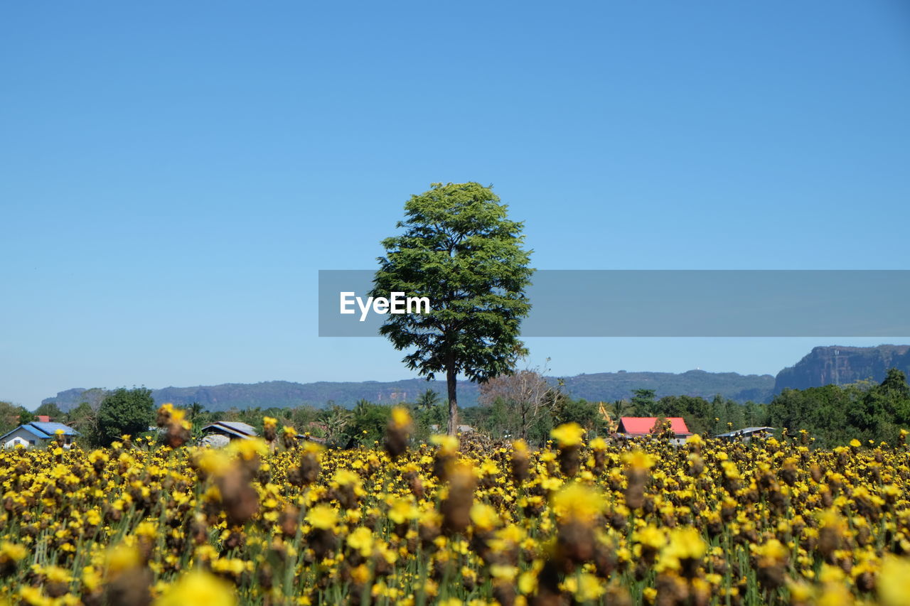 YELLOW FLOWERING PLANTS ON FIELD AGAINST SKY