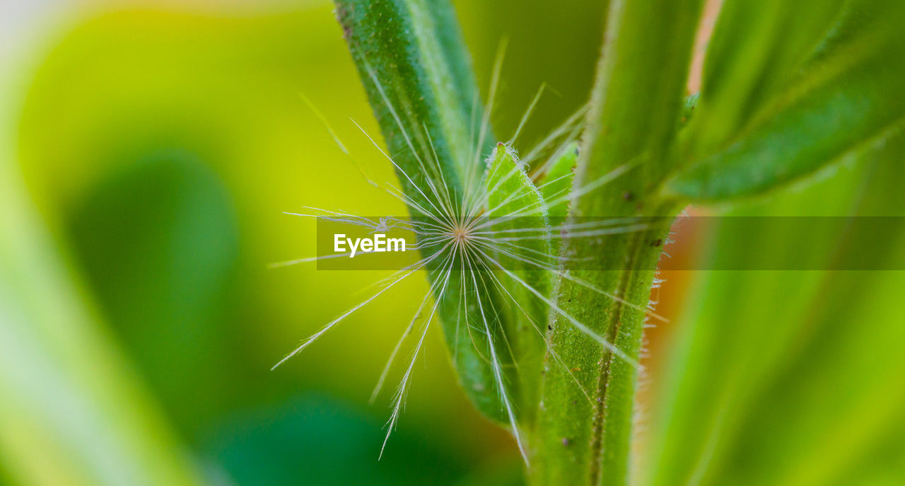 green, grass, plant, close-up, nature, macro photography, leaf, beauty in nature, plant part, no people, growth, freshness, flower, plant stem, selective focus, fragility, macro, outdoors, environment, sunlight, summer, moisture, yellow, day, focus on foreground, flowering plant, lawn, dew, extreme close-up, social issues, drop, vibrant color, springtime, meadow, branch, water