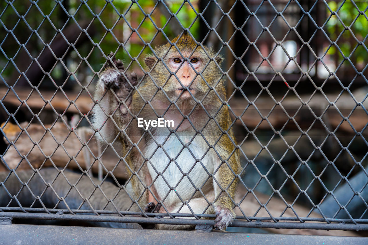 VIEW OF MONKEY ON FENCE AT ZOO