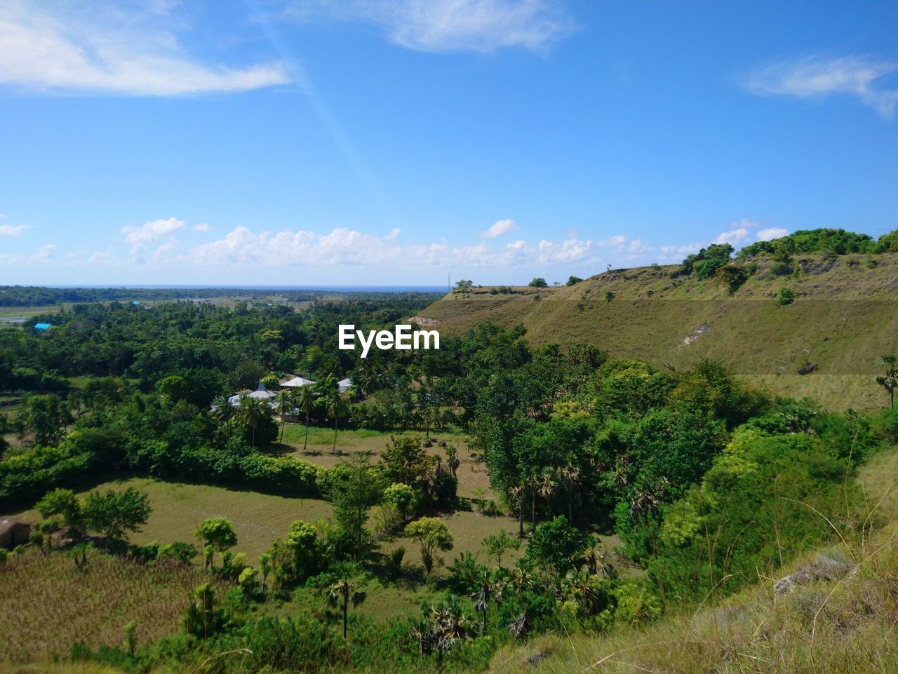 Scenic view of trees on field against sky