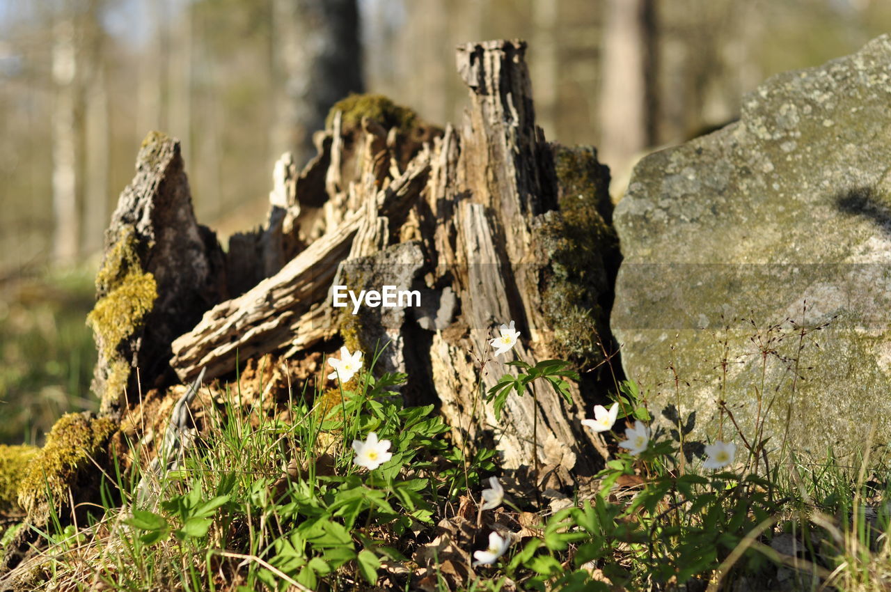 White flowers in the forest next to an old rotten stump. wood anemon blooming in the springtime. 