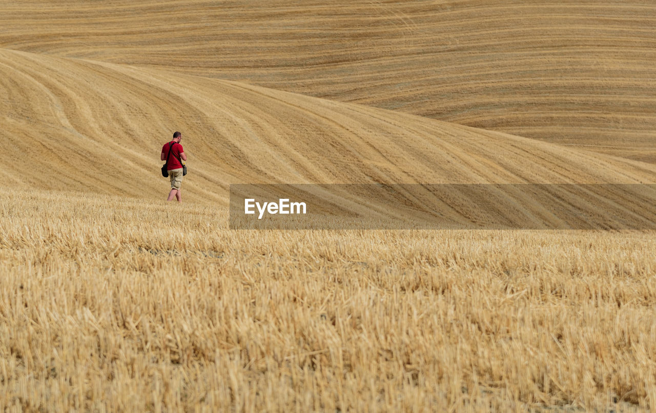 Man walking in wheat field