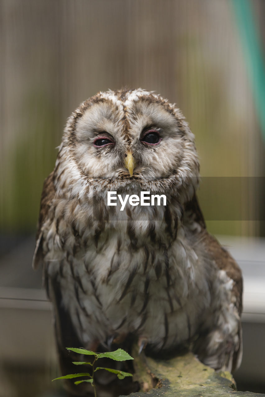 CLOSE-UP OF OWL PERCHING ON A BIRD