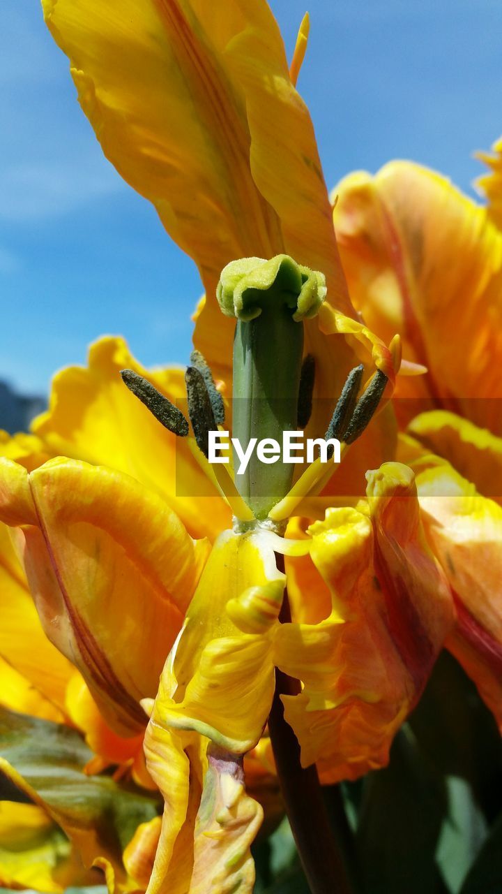 Close-up of yellow tulips blooming outdoors