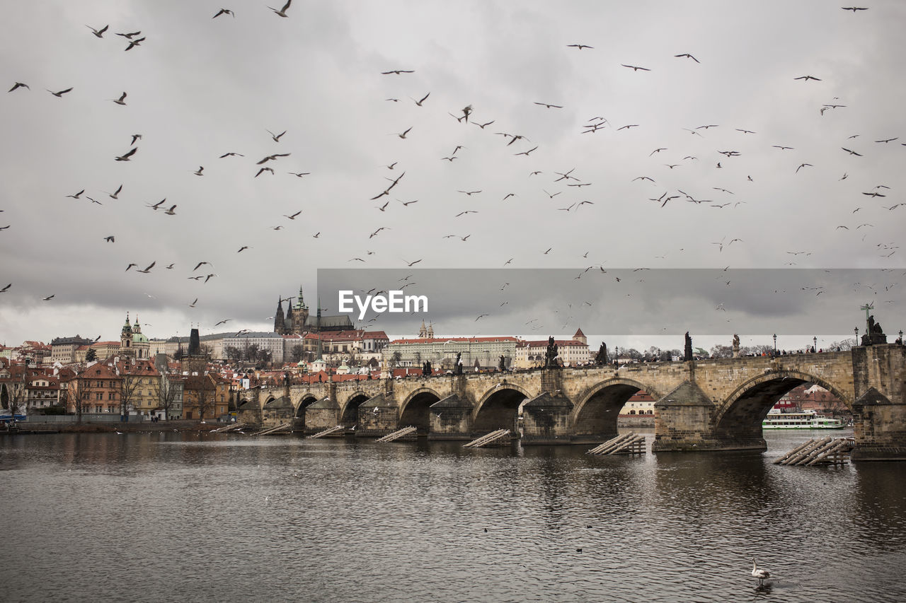 Flock of birds flying over river