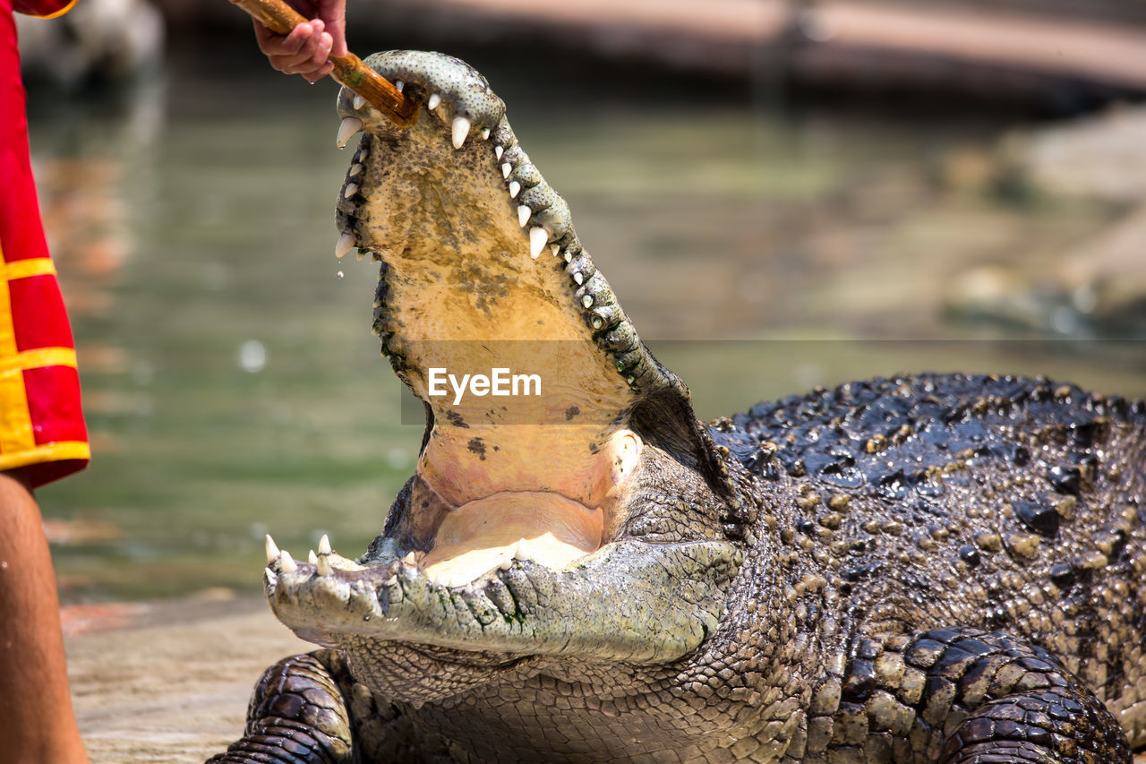 CLOSE-UP OF A TURTLE