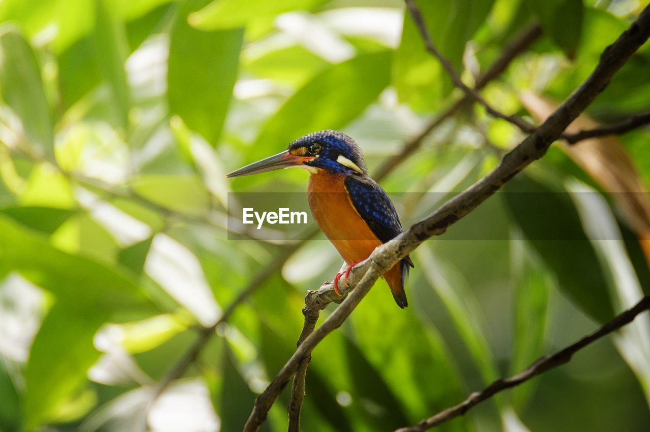 Bird perching on a branch