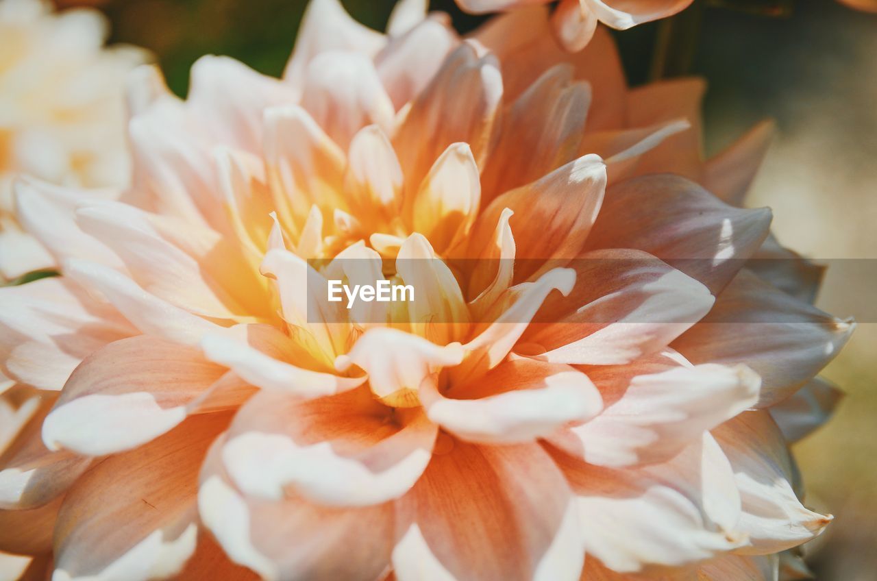 Detail shot of flowers