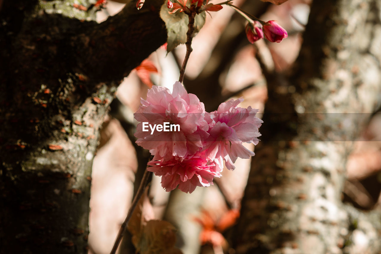 CLOSE-UP OF PINK FLOWERING PLANT