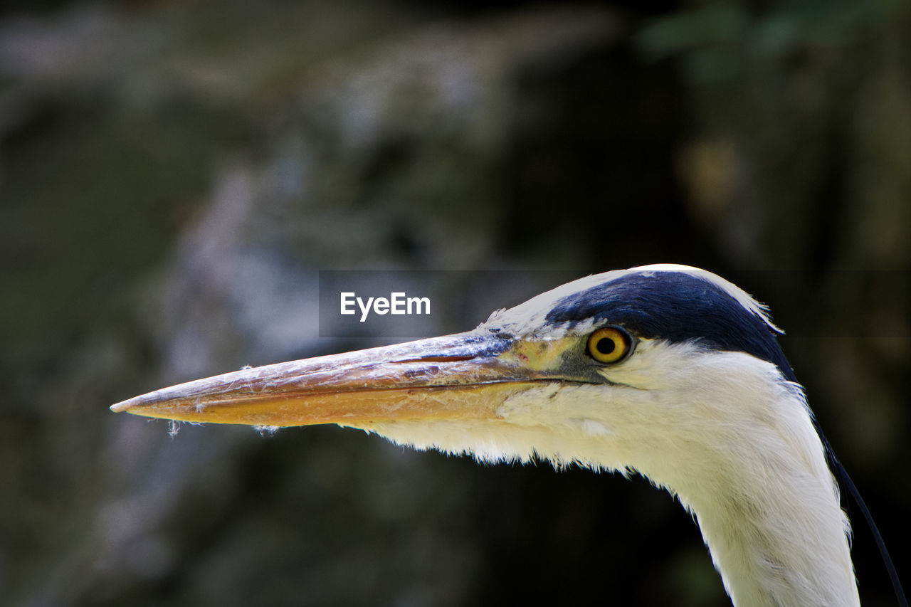 CLOSE-UP OF HERON